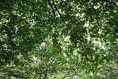 Xbox Edge浏览器将支持GeForce Now服务